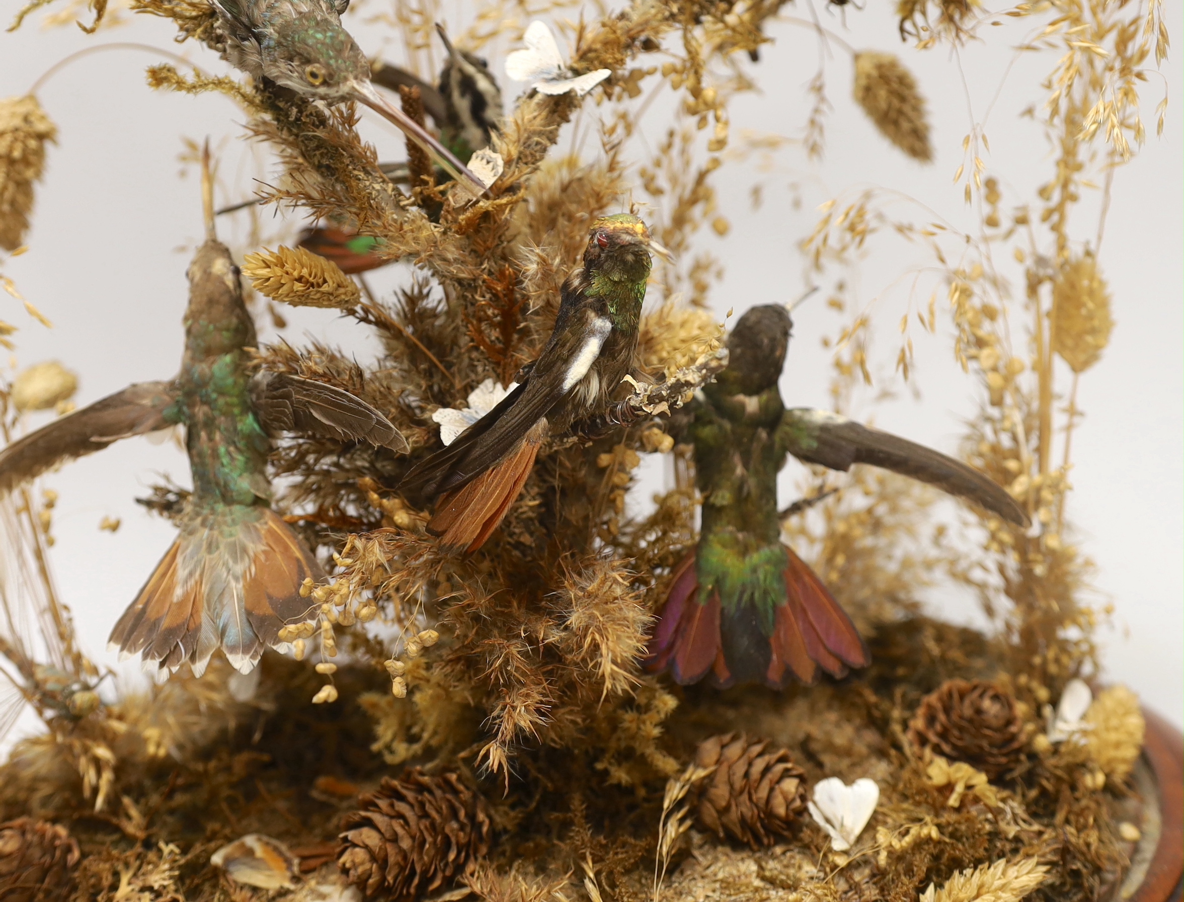 A Victorian taxidermic hummingbird group housed under a glass dome, 40cm high